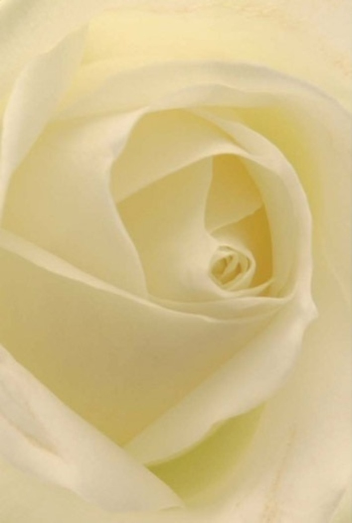 With its gently spiraled core and petals suffused in creamy white and soft ivory, this close-up of a rose transports the viewer into a world of tranquility and light. Its near-matte, velvety texture calls to mind the plushness of hand-finished fabrics, its subtle layering illuminated by what feels like a soft North Woolwich sunrise filtering through river-facing windows. Each petal's edge reveals the faintest blush of translucence, catching the light and deepening the bloom's sense of depth-as if embodying the gentle passage of time along local footpaths and docks. The artistry here is unmistakable: the arrangement's clean gradients and elegant composition are the result of experienced North Woolwich florists who understand the language of blooms. This rose makes an exquisite centrepiece for any heartfelt occasion, from wedding ceremonies in local venues to thoughtful condolence gestures sent to families along the riverside. Its unspoken fragrance is soft and pure, filling the mind with images of peaceful mornings and cherished memories, rendering the flower a fitting tribute to the calm strength and quiet beauty of North Woolwich life.